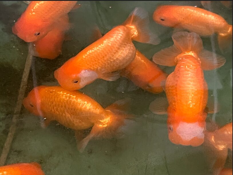 らんちゅう屋外飼育】水槽はプラ舟一択！おすすめサイズと選び方 