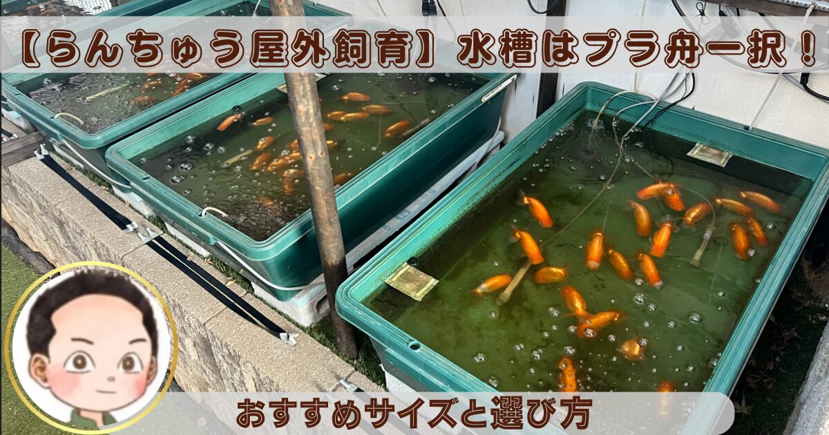 らんちゅう屋外飼育】水槽はプラ舟一択！おすすめサイズと選び方 