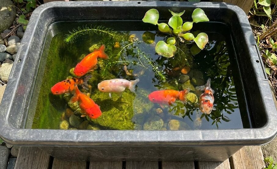 水槽 FRP水槽 池 らんちゅう2池セット 水槽 FRP水槽 池 らんちゅう2池セット 水槽 FRP水槽 池 らんちゅう2池